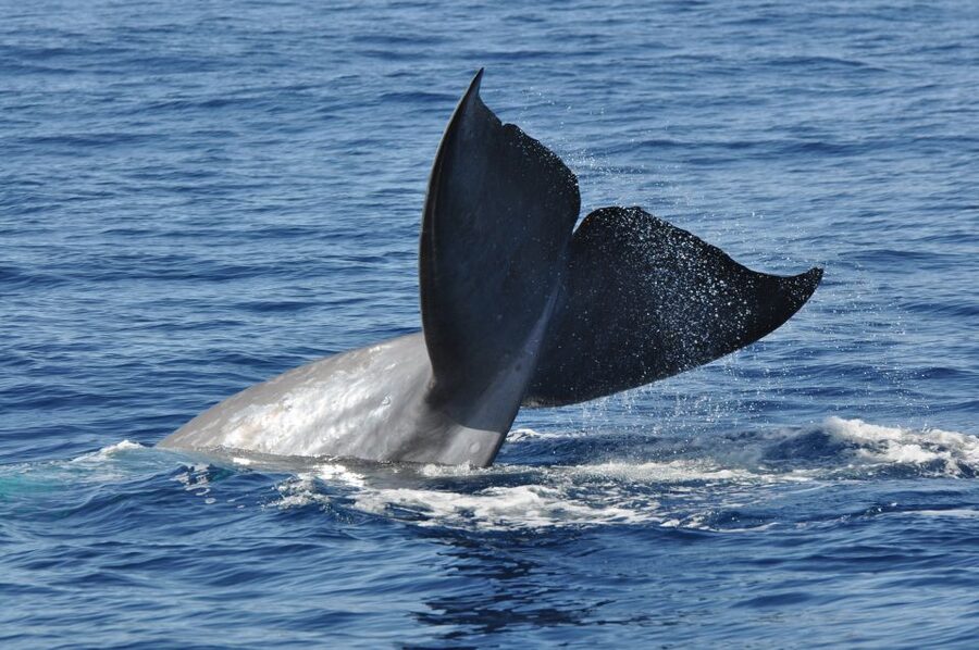 Funchal: Dolphin and Whale Watching Catamaran Cruise - Onboard Comfort on the Seaborn Catamaran
