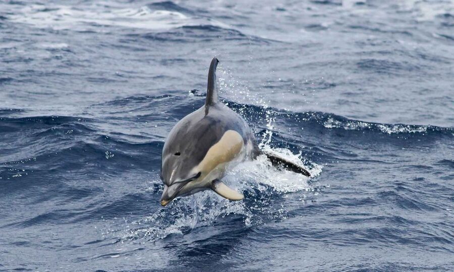 Funchal: Dolphin and Whale Watching Cruise - Quick Practical Checklist Before You Go