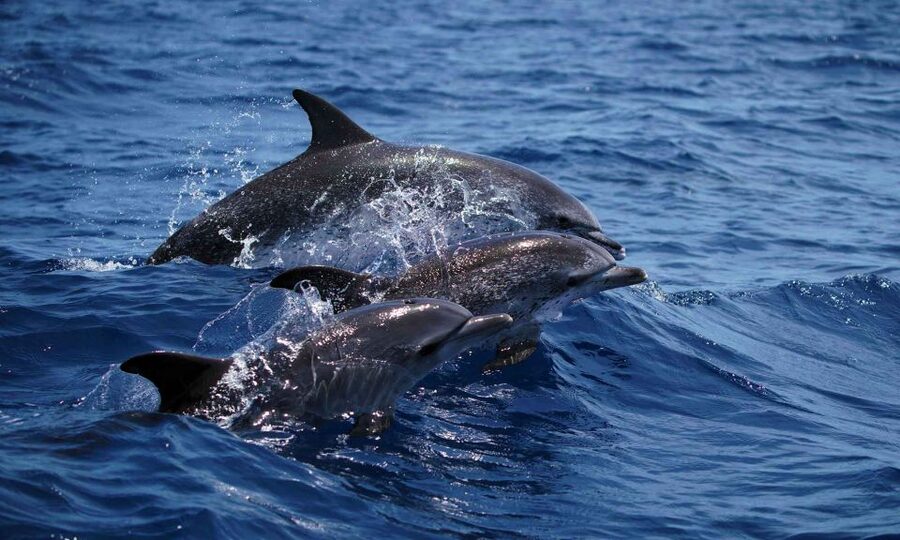 Funchal: Dolphin and Whale Watching Cruise - The Two-Hour Flow: From Funchal to Wildlife Time