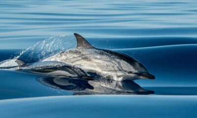 Funchal: Dolphin and Whale Watching Cruise - What Happens Offshore: How the Boat Finds Whales and Dolphins