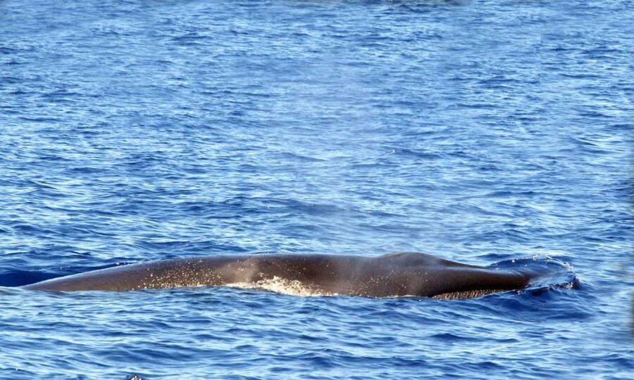 Funchal: Dolphin and Whale Watching Cruise - Comfort on a Speedboat: Seating, Spray, and Seasickness Reality