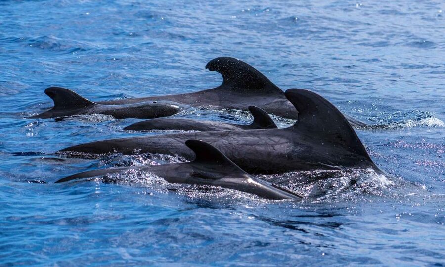 Funchal: Dolphin and Whale Watching Cruise - Dolphins, Pilot Whales, Sperm Whales, and the Plus-One Species