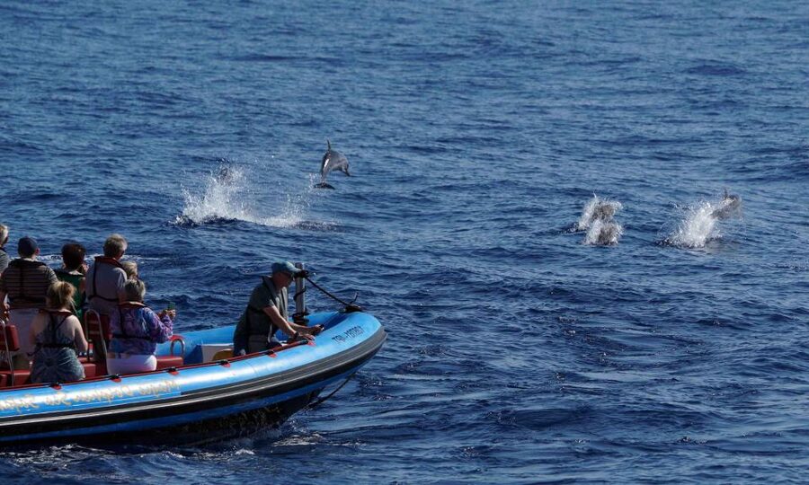 Funchal: Dolphin and Whale Watching Cruise - Live Marine Biology: What You’ll Actually Learn