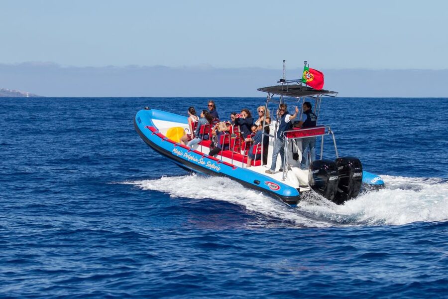 Funchal: Dolphin and Whale Watching Cruise - Price and Value: Is $58 Fair for a 2-Hour Sea Safari?