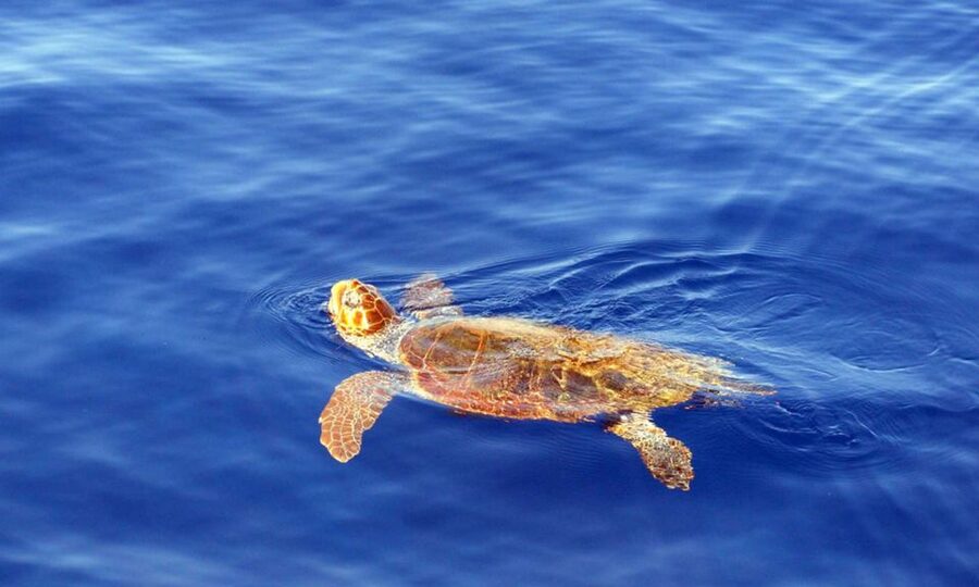 Funchal: Dolphin and Whale Watching Cruise - Who Should Book, and Who Should Skip This