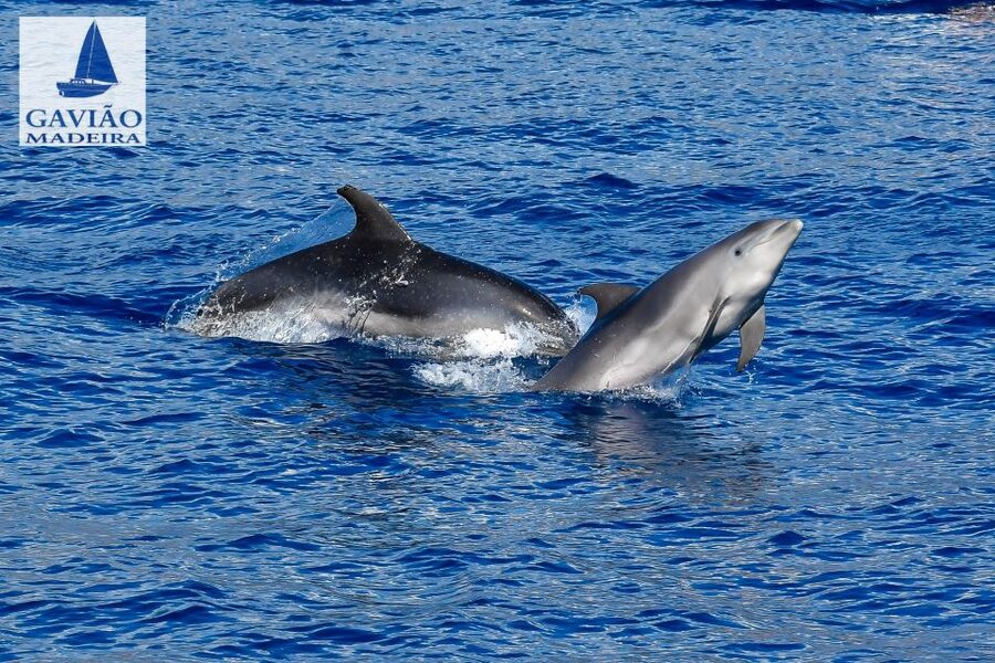Funchal: Dolphin and Whale Watching Sailing Trip - The Cabo Girão Swim and Snorkel Stop: The Part You’ll Feel in Your Body