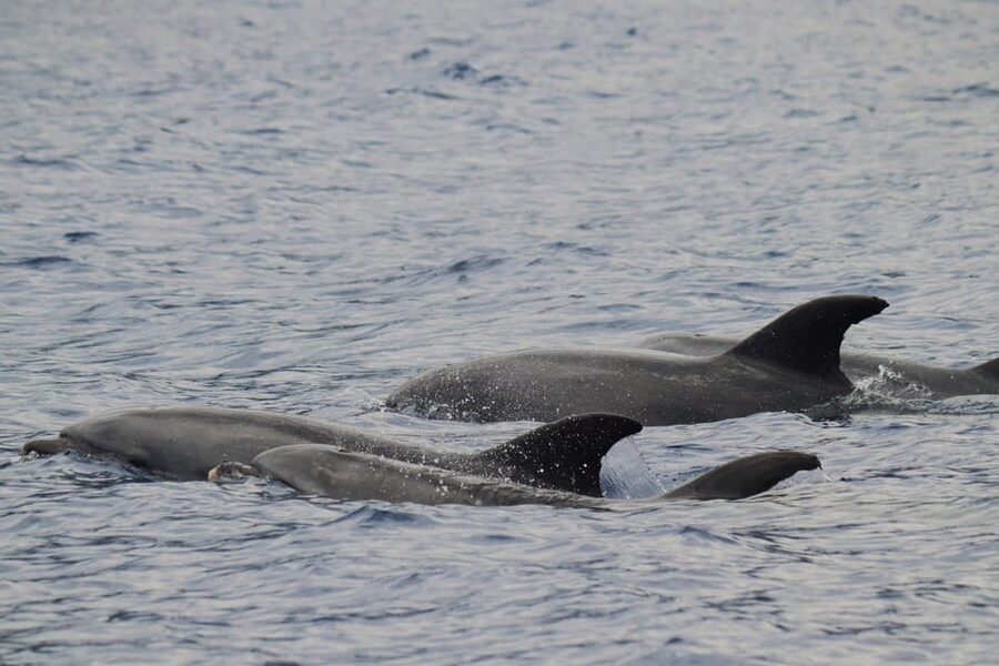 Funchal: Guarantee Wild Dolphin&Whale Watching by RIB - Key highlights at a glance