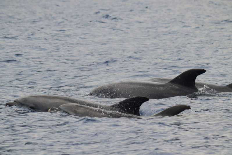 Funchal: Guarantee Wild Dolphin&Whale Watching by RIB - How the small-group RIB experience changes your odds in Funchal