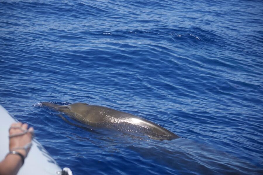 Funchal: Guarantee Wild Dolphin&Whale Watching by RIB - Madeira’s coastline views aren’t just scenery