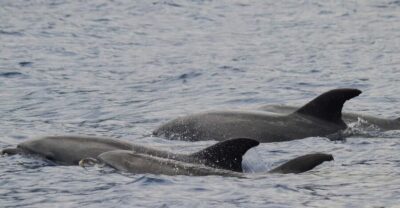 Funchal: Guarantee Wild Dolphin&Whale Watching by RIB - The 2.5-hour flow: briefing, open-ocean search, then back to Funchal