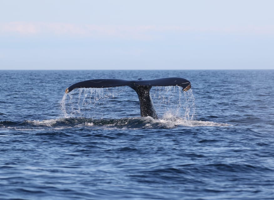 Funchal: Guarantee Wild Dolphin&Whale Watching by RIB - Whale and dolphin sightings: what makes this feel intimate