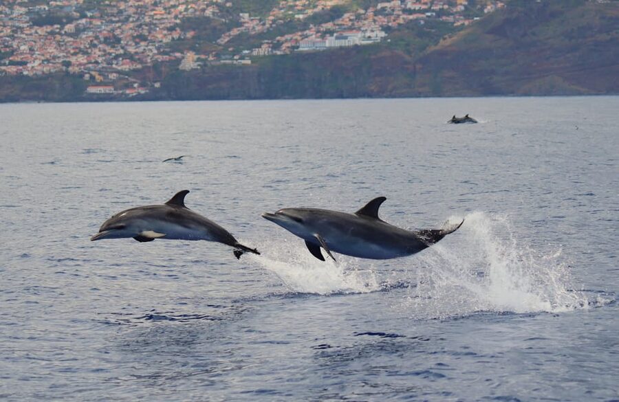 Funchal: Guarantee Wild Dolphin&Whale Watching by RIB - Cabo Girão stop: quick scenic payoff on the way