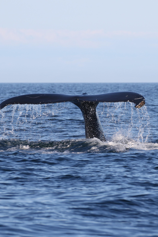 Funchal: Guarantee Wild Dolphin&Whale Watching by RIB - Price and value: is $70 worth it?