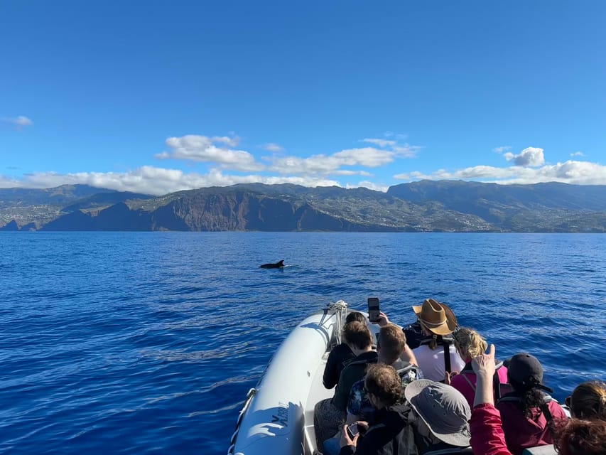 Funchal: Guarantee Wild Dolphin&Whale Watching by RIB - Who should book this, and who might want a calmer option