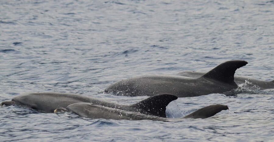 Funchal: Guarantee Wild Dolphin&Whale Watching by RIB - The 2.5-hour flow: briefing, open-ocean search, then back to Funchal