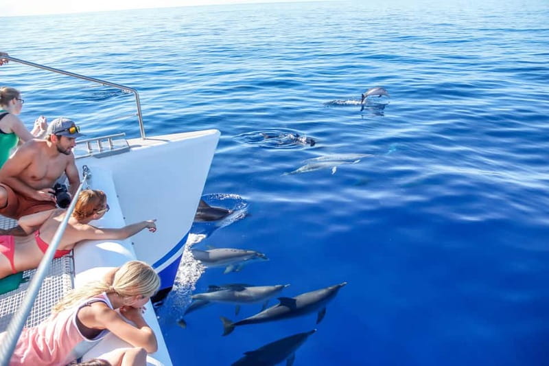 Funchal:Hop-on Hop-off Bus & Whale & Dolphin boat Excursion - The Big Idea: Two Days of Madeira from Land and Sea