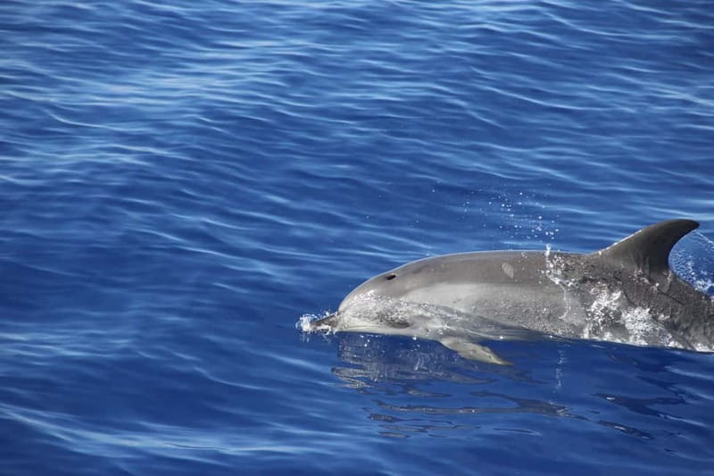 Funchal:Hop-on Hop-off Bus & Whale & Dolphin boat Excursion - The Bus Route: Using 48 Hours to Build Your Own Madeira Day