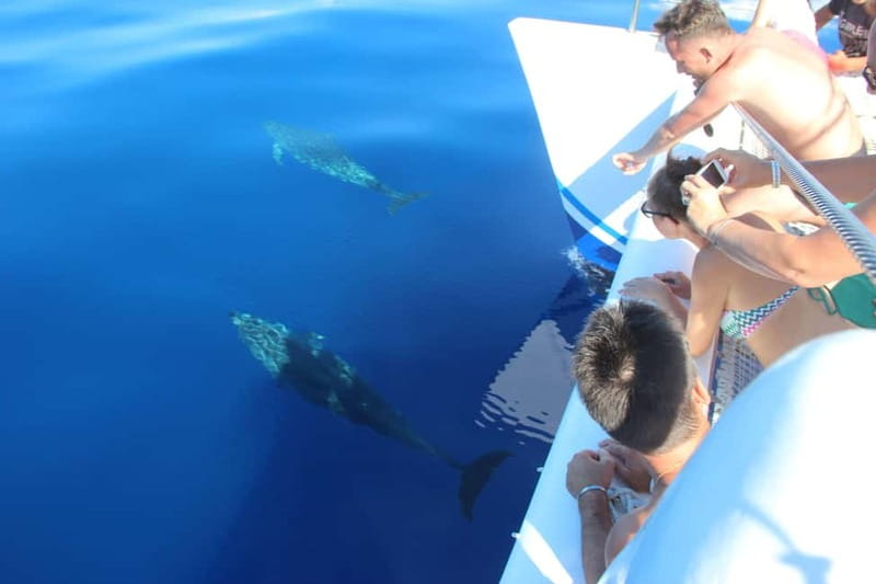 Funchal:Hop-on Hop-off Bus & Whale & Dolphin boat Excursion - The Catamaran: Whale and Dolphin Watching with a Swim Stop