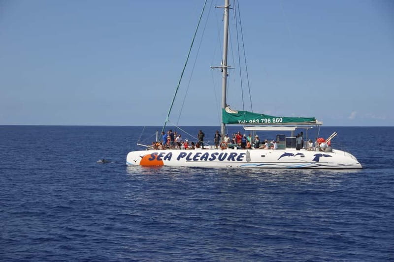 Funchal:Hop-on Hop-off Bus & Whale & Dolphin boat Excursion - Free Madeira Wine Tasting and Bordal Embroidery: Culture That Fits
