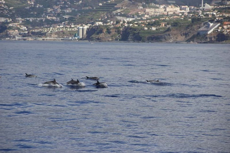 Funchal:Hop-on Hop-off Bus & Whale & Dolphin boat Excursion - Who This Tour Fits Best