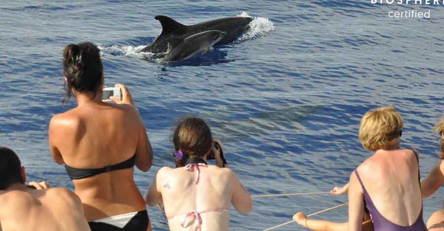 Funchal: Pico Arieiro, Cristo Rei and Dolphins Watching - Why This Funchal Combo Tour Works (Jeep Up, Boat Out)