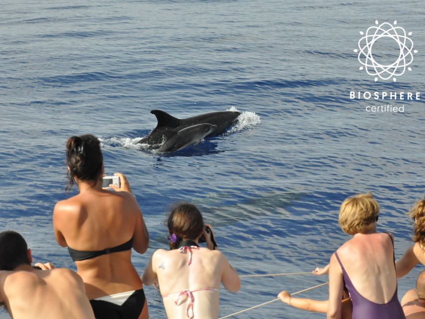 Funchal: Pico Arieiro, Cristo Rei and Dolphins Watching - Santa Cruz Viewpoints and Farmer Terraces: Where Madeira Feels Real