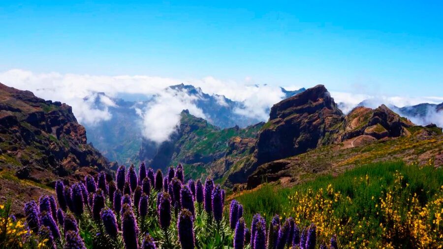 Funchal: Pico Arieiro, Cristo Rei and Dolphins Watching - Marina to Catamaran: The 3-Hour Dolphin Watching Part