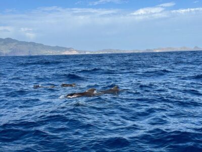 Funchal: RIB Whale Watching Cruise and Optional Dolphin Swim - How the 2.5 Hours Works: Harbor Departure, Open Ocean Scanning, Cabo Gírao Photos