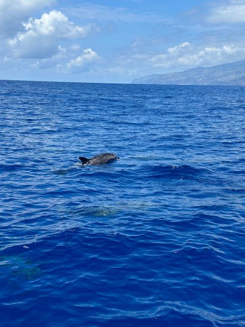 Funchal: RIB Whale Watching Cruise and Optional Dolphin Swim - Swimming With Dolphins: The Short Snorkel Moment (and the Rules Behind It)