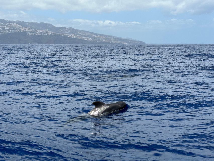 Funchal: RIB Whale Watching Cruise and Optional Dolphin Swim - Who This Trip Fits Best (and Who Might Want a Different Day Plan)
