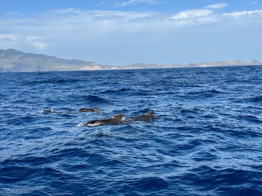 Funchal: RIB Whale Watching Cruise and Optional Dolphin Swim - How the 2.5 Hours Works: Harbor Departure, Open Ocean Scanning, Cabo Gírao Photos