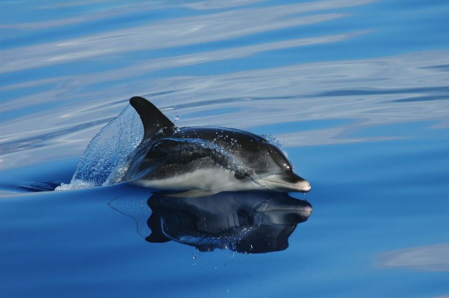 Funchal: Whale and Dolphin Watching Speed Boat Tour - Key Things I’d Bet on Before You Go
