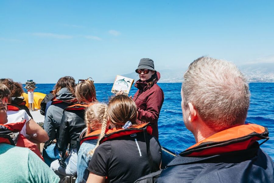 Funchal: Whale and Dolphin Watching Speed Boat Tour - The Marine Biologist Part: Species ID You Can Actually Use