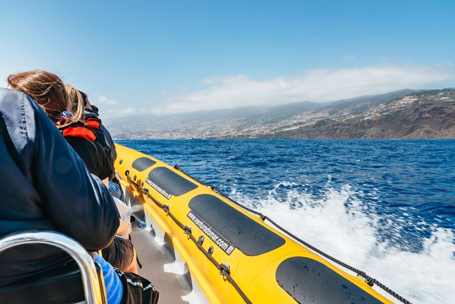 Funchal: Whale and Dolphin Watching Speed Boat Tour - Close-Up Viewing Without the Slow Rocking