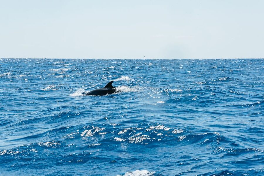 Funchal: Whale and Dolphin Watching Speed Boat Tour - What Happens During the 2.5 Hours (So You Know Where the Time Goes)