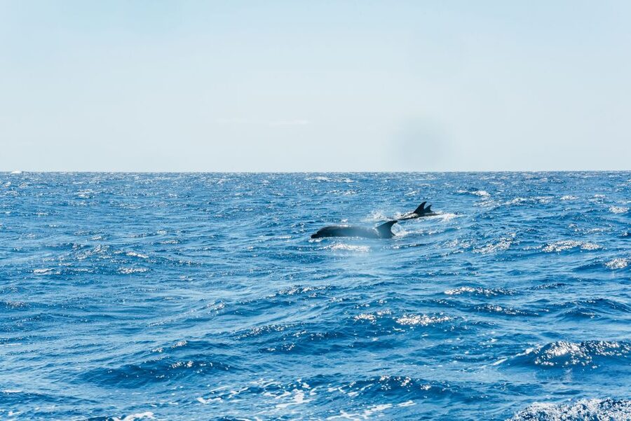Funchal: Whale and Dolphin Watching Speed Boat Tour - What to Bring (and What to Skip) for a Better Ride