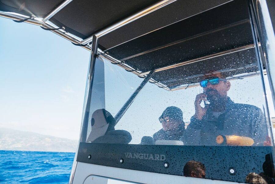 Funchal: Whale and Dolphin Watching Speed Boat Tour - Price and Value: Is $56 a Good Deal?