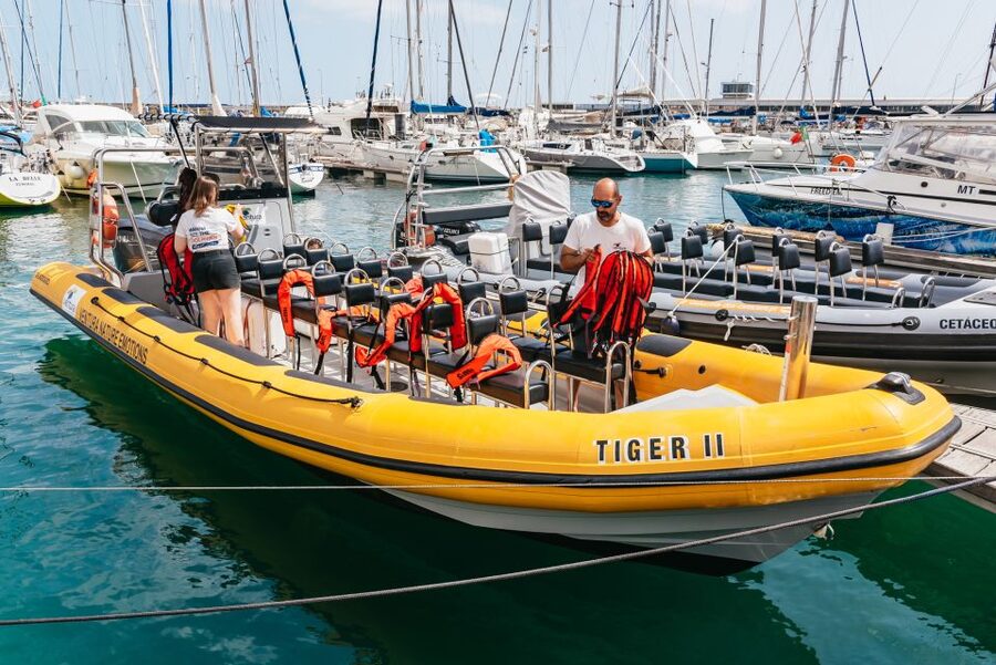 Funchal: Whale and Dolphin Watching Speed Boat Tour - How the Speed Boat Run Works Along Madeira’s Coast