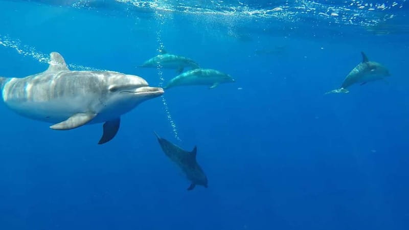 Funchal: Whale Watching and Swimming with Dolphins Cruise - The 2.5-hour search: fast boat, science talk, land spotters