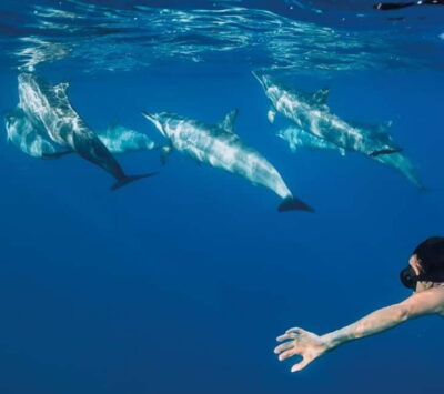Funchal: Whale Watching and Swimming with Dolphins Cruise - Meeting at Store 35 and that quick safety brief