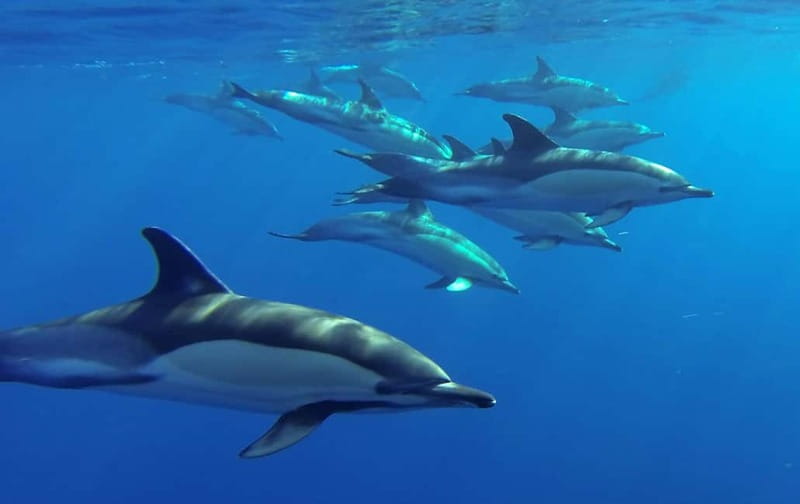 Funchal: Whale Watching and Swimming with Dolphins Cruise - Whales and dolphins off Madeira: what the trip tries to deliver