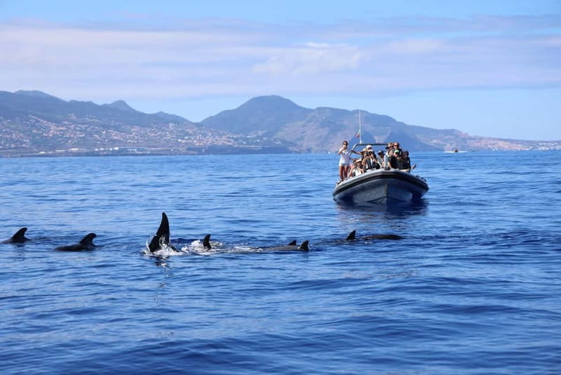 Funchal: Whale Watching and Swimming with Dolphins Cruise - Swimming with dolphins and turtles: the moment you’ll remember