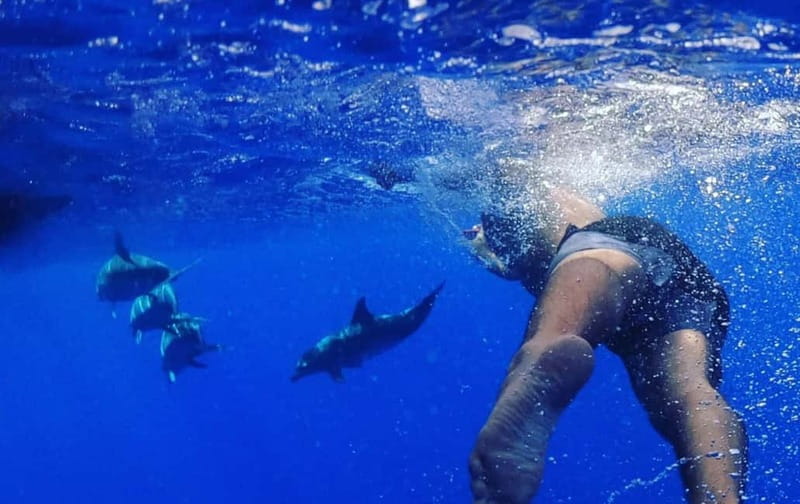 Funchal: Whale Watching and Swimming with Dolphins Cruise - Price value at about $94: what you’re really buying