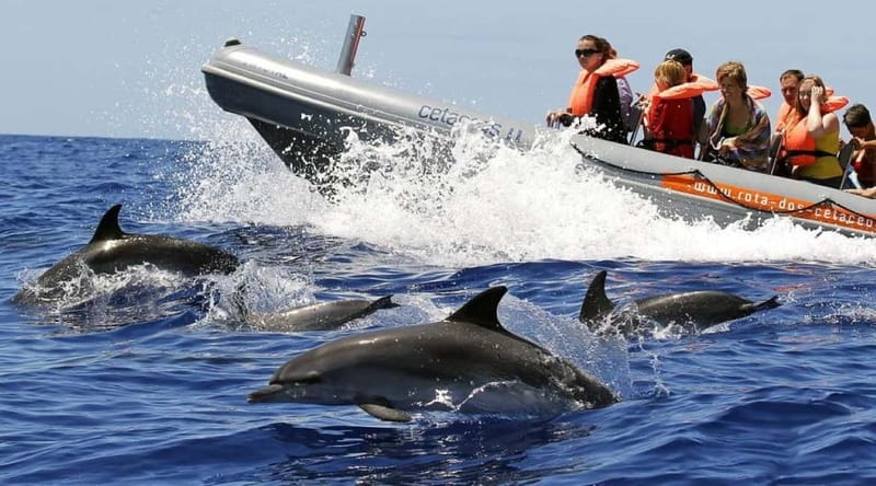 Funchal: Whale Watching and Swimming with Dolphins Cruise - Languages and understanding: make the biologist talk work for you