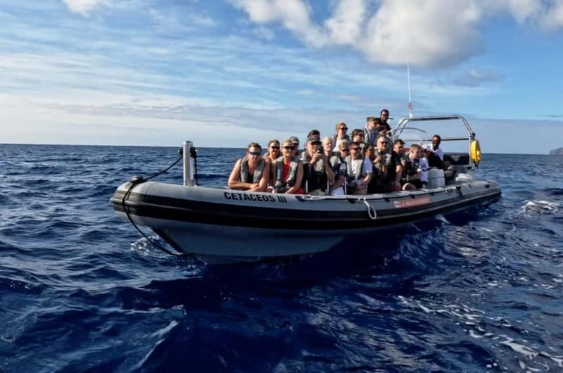 Funchal: Whale Watching and Swimming with Dolphins Cruise - Who should book this Madeira dolphin and whale cruise?