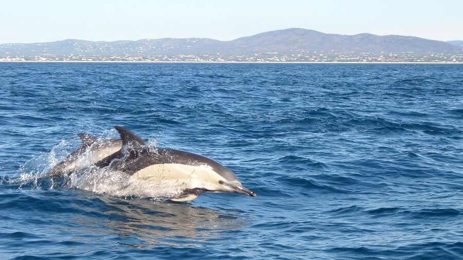 Fuzeta: Dolphin Observation Tour - Fuzeta and the Ria Formosa: why this dolphin area works