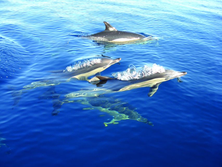 Fuzeta: Dolphin Observation Tour - The skipper and live guide: how communication changes the experience