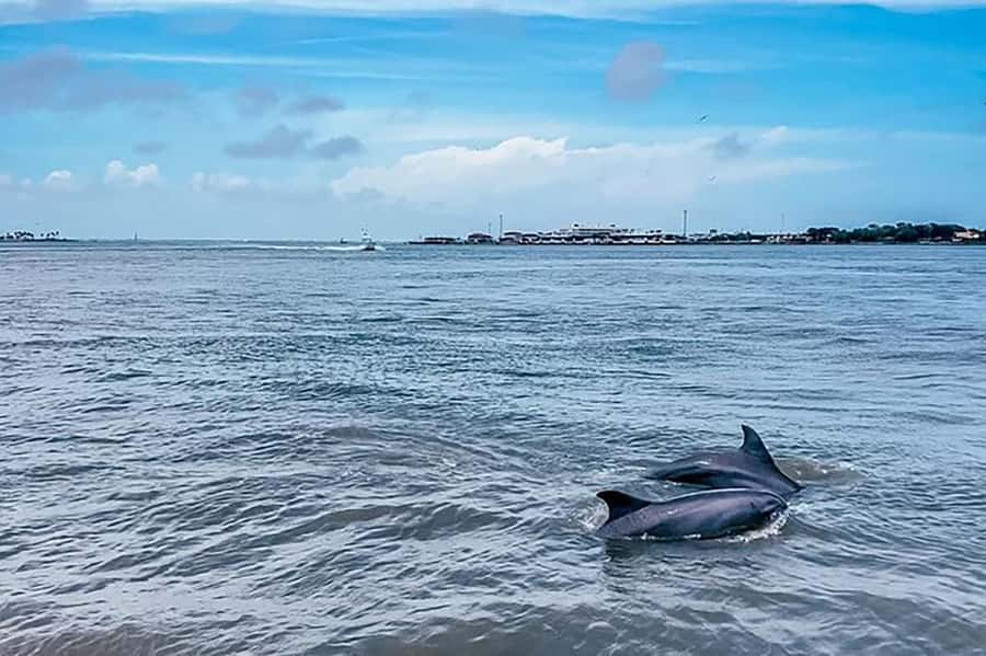 Galveston: Dolphin-Watching Cruise - Key highlights to know before you go
