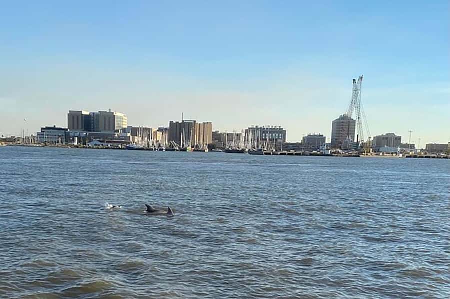 Galveston: Dolphin-Watching Cruise - The Route: Strand Historic District, Seawall Boulevard, and Pleasure Pier From the Water