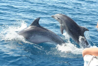 Giardini Naxos: Dolphin Catamaran Sunset Tour with Aperetif - Boarding in Giardini Naxos: departure points, parking, and the 360 deck